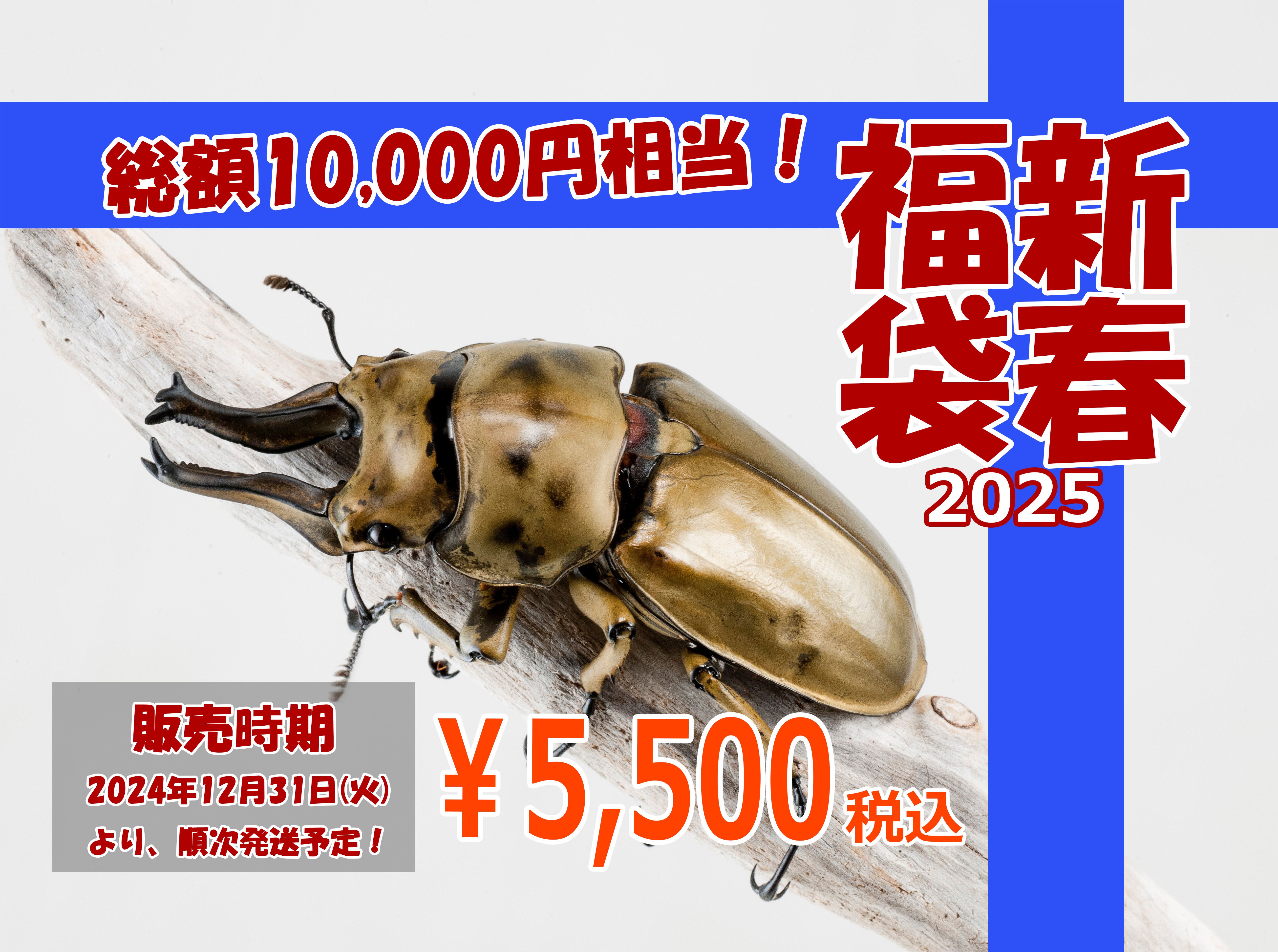 2025新春福袋】5500円福袋 カブクワ生体福袋 カブトムシ クワガタムシ生体・昆虫用品の通販専門店【カブクワネット】