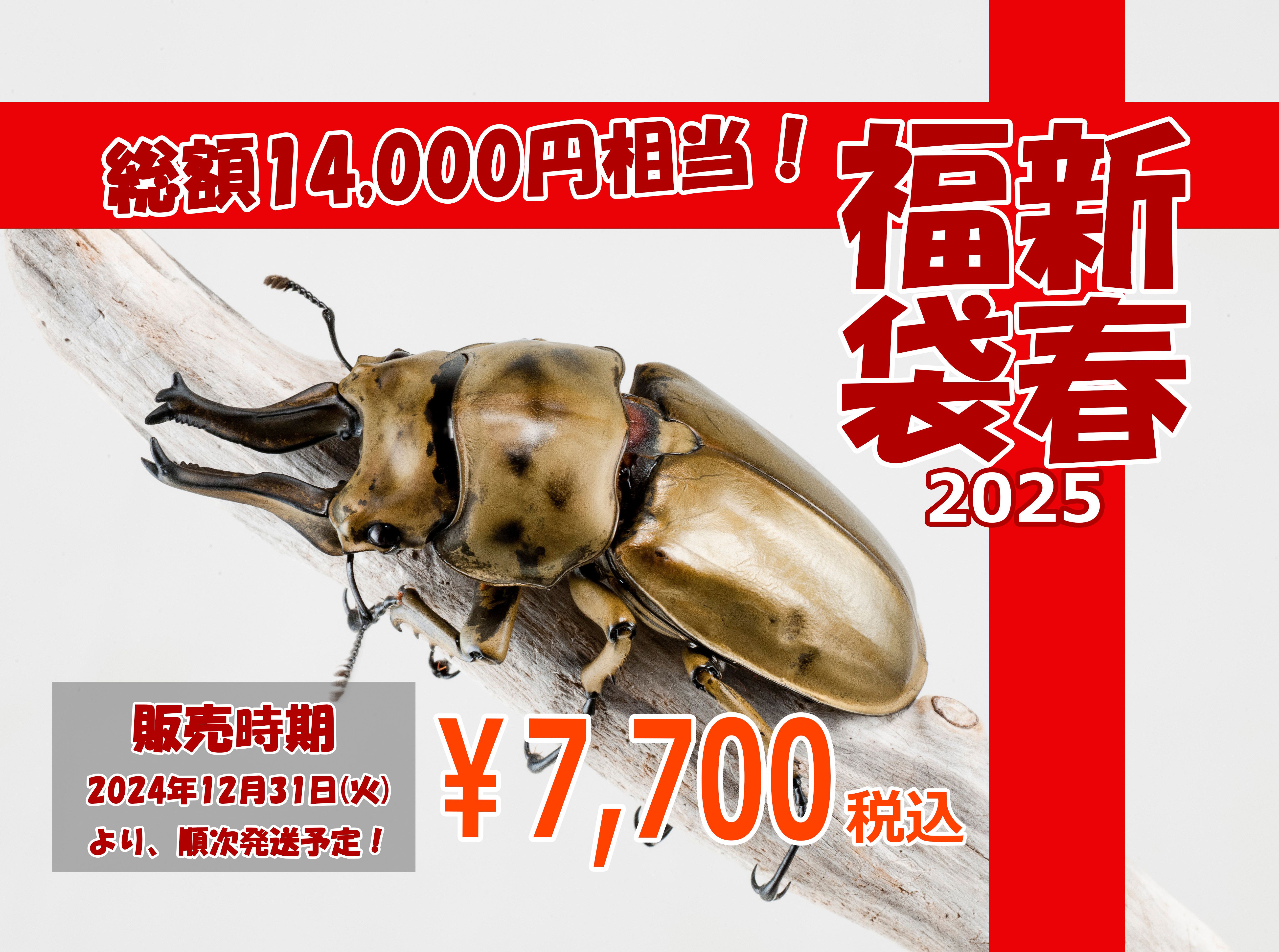 【2025新春福袋】7700円福袋 カブクワ生体福袋